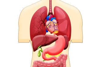 draw professional medical illustration, diagram, drawing for you