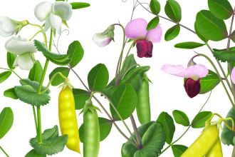 do botanical illustration in photoshop