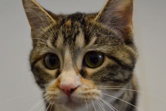 provide fundraising ideas for your animal shelter or rescue