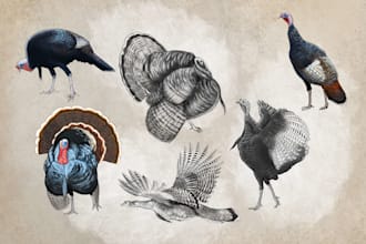 draw your character or asset designs