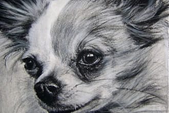 draw your pet portrait on paper w pencil and send it to you by mail, not digital