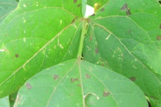 provide detailed and upto date research in plant pathology