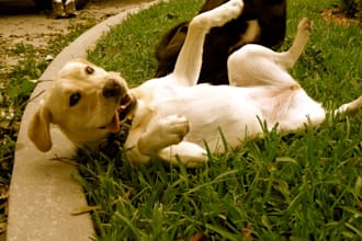make you a video of my dog who writes your message