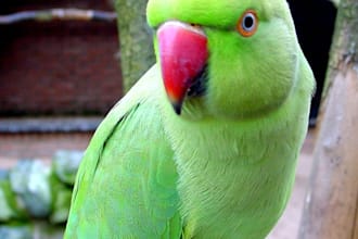 make Video Parrot Saying Anything