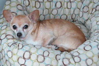 ask my adorable dogs to do a  video testimonial