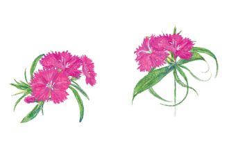 draw flowers or plants illustration for you