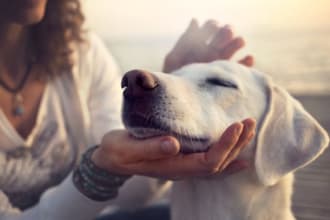 send your pet reiki and archangel ariel healing