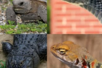 describe in specific, simple detail how to make a perfect habitat for any pet