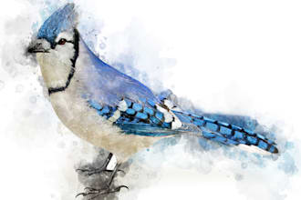 do watercolor illustration creatively