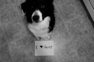 take a picture of my beautiful border collie with your message/logo etc