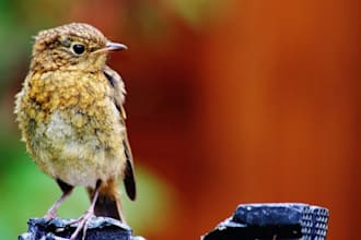 retouch and improve your images