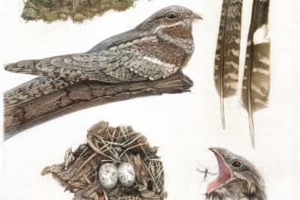 draw a scientific illustration