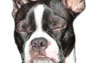 have my dog Kevin model your brand or do a dance video for you
