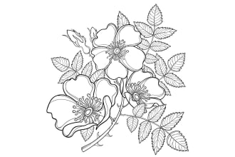drawn a highly detailed line art botanical illustration