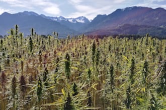 write articles about the benefits of hemp