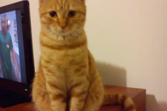 do funny pics to my cat dressed up for christmas