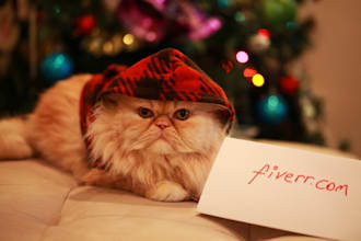 take a photo of my male persian cat with your message