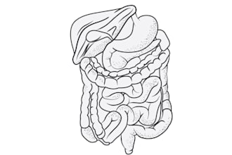 do medical and scientific line art illustration