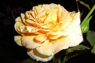write your loved one a poem for their special day