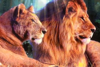 healing inner child cycle of love activation