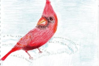 draw a bird picture in colored pencil
