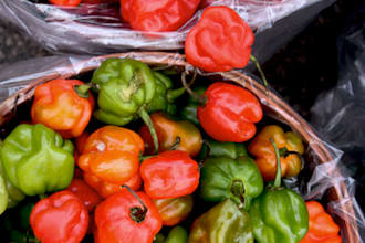 eat the HOTTEST peppers in the world