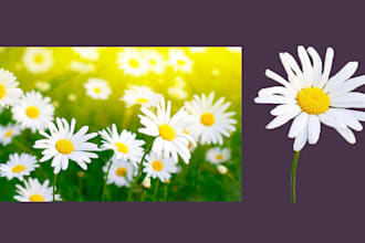 background removal ,photo retouch,crop and resize photoshop editing