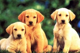 give you advice on Pet Health, Social issues in animals and helpful tips for your pet