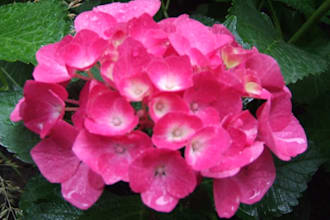 write a blog article on using florals to create home decor pieces arrangements, wreaths, centerpieces, etc