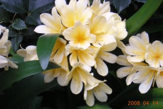 identify 2 plants by common and latin names