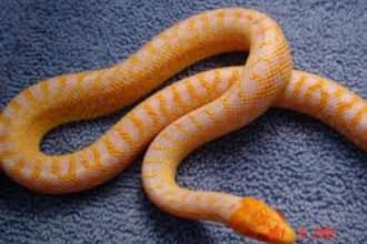 answer Any Question About Reptiles