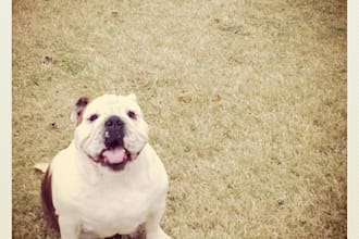 take a picture of my bulldog with your personal message