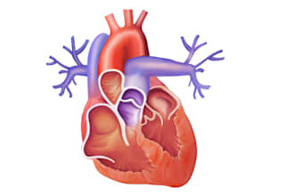 do medical and scientific illustrations