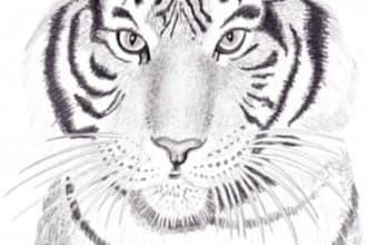 pencil shade your  picture