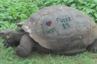 make  video of animals with ur text on their body
