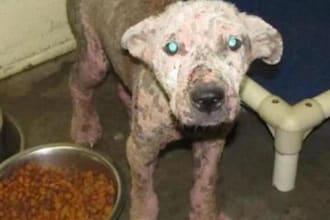 interact with a shelter animal and video the session