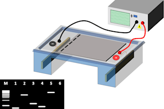 prepare your scientific illustrations