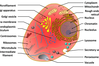 do scientific diagrams and illustrations for you
