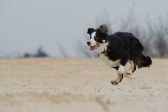 write an expert article about pets in spanish