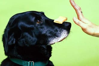 help you with your new puppy or dog by providing a crash course document with information on training, nutrition, and potty training