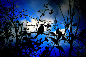 add cool effects or edit your photos