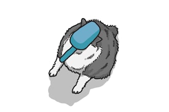 draw pet cartoon illustration in cute style