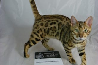 take a Picture of Micah the Bengal Cat with Your Message,Logo or Picture