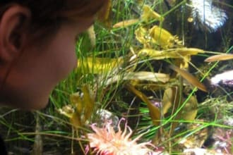 answer any question about plants or gardening