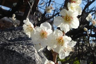check your Japanese within 2000 words and give you detialed explanation, and also can translate from English or Japanese to Osaka dialect