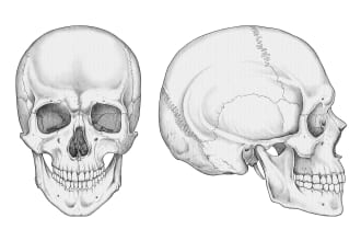 draw anatomical graphic illustrations and diagrams