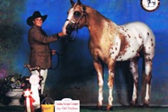answer your horse show questions