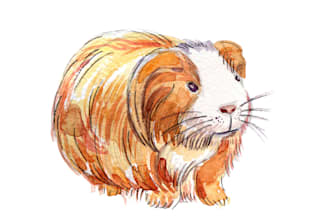paint a cute pet portrait