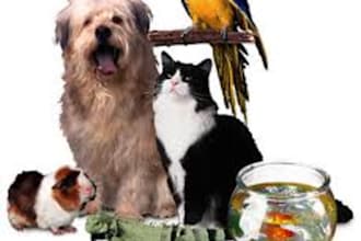 send you 1380 private label rights articles about pets