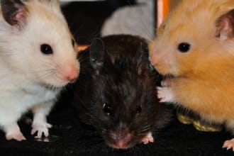make a special slideshow video of your pet with music